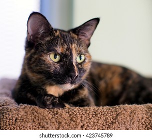 Close Up Facial Portrait of Cute Expressive Brown Orange Tortishell Calico Cat with Piercing Yellow Eyes