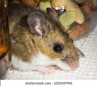 Close Up Facial Side View Of A Wild Brown House Mouse, Mus Musculus Peeking Out From In Between Two Jars Of Food In A Kitchen Cabinet.  The Pantry Cabinet Floor Is White, Nuts In The Background.