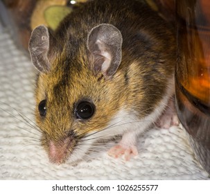 Close Up Facial View Of A Wild Brown House Mouse Or Mus Musculus Sitting Between Jars Of Food In A Kitchen Cabinet. Gold Colored Liquid And Nuts Fill The Jars And The Pantry Cabinet Liner Is White.