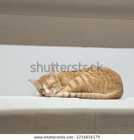 Close up fact orange cat looking to the camera laying down sleeping
