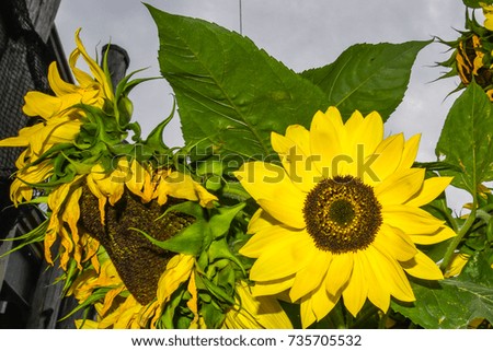 Similar – A faded sunflower Nature