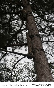 Close Up Of Fake Bird Habitat In Tree