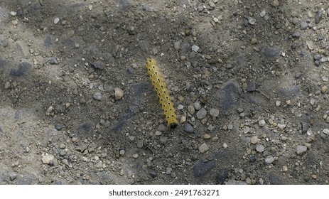 Close up of a fall webworm (Hyphantria cunea) in its natural habitat