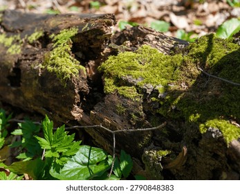 Close up of a fallen decaying log covered with bright green moss in Sabaduri forest, Georgia, rotting wood texture on the forest floor in spring.