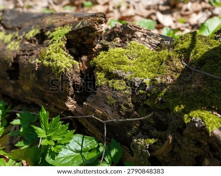 Close up of a fallen decaying log covered with bright green moss in Sabaduri forest, Georgia, rotting wood texture on the forest floor in spring.