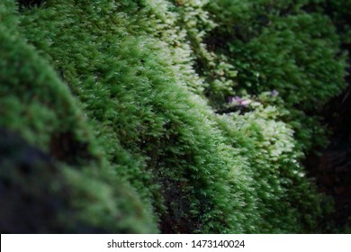 Close up of fallen forest tree covered in green moss