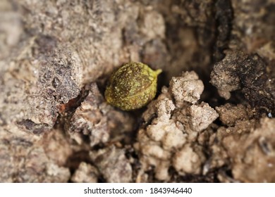 A Close Up Of A Fallen Linden Tree Fruit On The Ground.