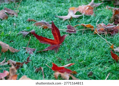 Close up of a fallen maple leaf covered in morning dew The Concept of nature beauty