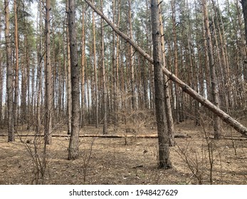 Close up of fallen tree in forest. Concept of danger to human life and health