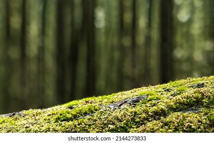 Close up of fallen tree trunk covered with moss. Mossy log with defocused forest background with tall trees. Rainforest backdrop or. Beautiful North Vancouver, BC, Canada. Selective focus. Copy space. - Powered by Shutterstock