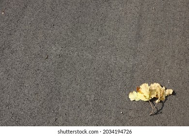 Close up of fallen yellow oak leaves branch on the bottom right corner on gray asphalt ground. Autumn mood. Bright sunlight.