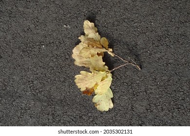 Close up of fallen yellow oak leaves branch on gray asphalt ground. Autumn mood. Bright sunlight.