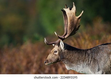 Close up of a Fallow deer (Dama dama), UK.