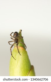 A Close Up Of The False Black Widow Spider, Steatoda Nobilis On A Ginger Plant Shoot In The UK In March.