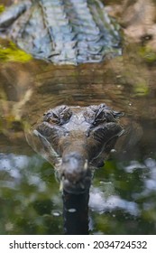 Close Up Of A False Gharial