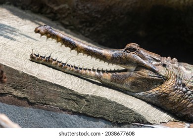 Close Up Of A False Gharial