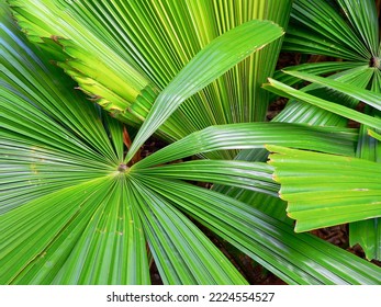 Close Up Of Fan Palm Frond Leaves In A Garden