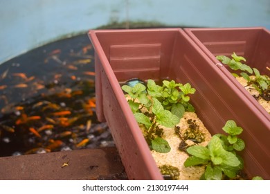 close up fancy carp fish in aquaponics system look like hydroponics system, a closed recirculating  system, less exchange water and rearing fish with planting leafy green plants, small scale gardening