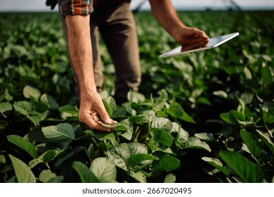 Close up of farmer with digital tablet while examining crops in soybean field.
