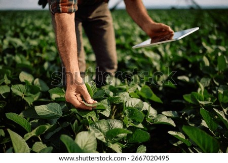 Close up of farmer with digital tablet while examining crops in soybean field.