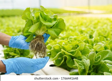 Close up farmer hand in gloves harvest farm product fresh vegetable in green house or hydroponic organic farm for clean and food supplier chain as agriculture business