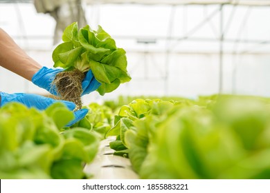 Close Up Farmer Hand In Gloves Harvest Farm Product Fresh Vegetable In Green House Or Hydroponic Organic Farm For Clean And Food Supplier Chain As Agriculture Business