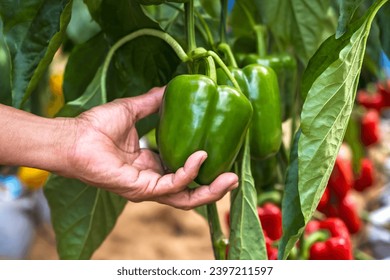 Close up farmer hand harvesting fresh organic green bell pepper in farm, agricultural concept - Powered by Shutterstock