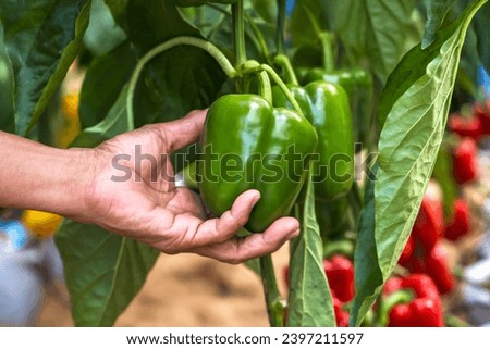 Close up farmer hand harvesting fresh organic green bell pepper in farm, agricultural concept
