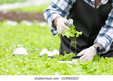 close up farmer hands holding and checking organic vegetables in hydroponic farm