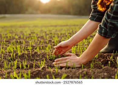 Close up of farmer hands tending to young green plants in a lush, sunlit field during sunset. Concept of natural farming, agriculture.  - Powered by Shutterstock