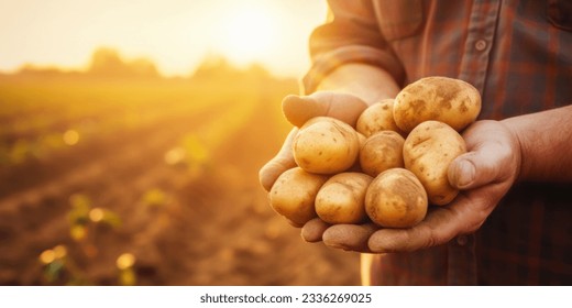 close up of farmer holding potatoes in hands on harvest field background at sunset. banner with copy space - Powered by Shutterstock