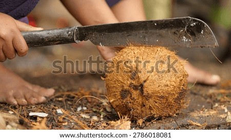 close up of farmer opening coconut shell with machete to make copra on farm on flores island, indonesia
