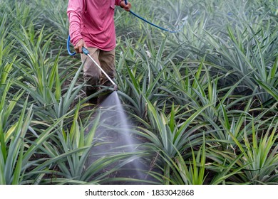 634 Pineapple farm worker Images, Stock Photos & Vectors | Shutterstock