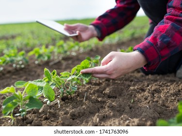 Close Up Farmer's Hand Holding Soybean Plant Leaf And Checking Quality In Field In Spring