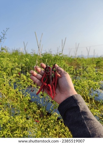 Close up of farmer's hand picking and holding fresh red chillies in the chillies plantation on sunny day. Agriculture. Selective focus
