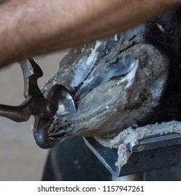 Close Farrier Trimming Toe Horses Hoof Stock Photo 1157947261 ...