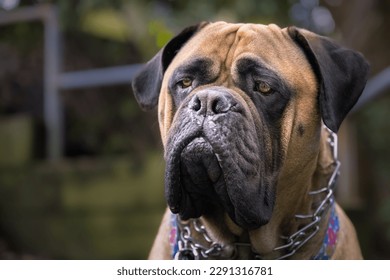 CLOSE UP OF A FAWN COLORED BULLMASTIFF LOOKING TO THE LEF TINTEH FRAME WIHT BRIGHT EYES AND WEARING A CHAIN COLLAR - Powered by Shutterstock