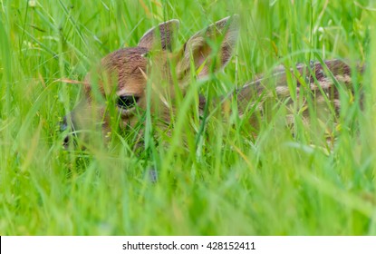 Close Up Of Fawn Hidden In The Grass