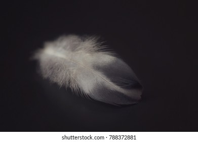 Close up of a feather.