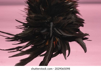 Close Up Of Feather Duster Fluffy Black Isolated On Pink Background.