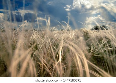 Close Up Feather Grass Before The Thunderstorm. Prairie With Dramatic Clouds And Pastel Wild Herbs.