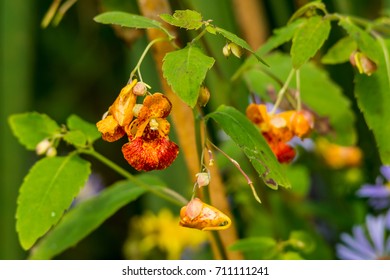 Close Up Featuring Jewel Weed Swamp Flower