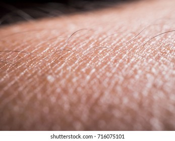 Close Up Of  Female Arm, Skin With Hair,  Macro Shot