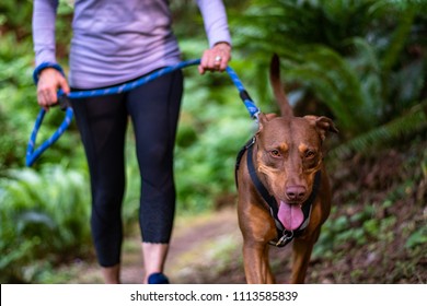 Close up of a female baby boomer in a purple top and black running pants on an evening walk with her happy dog on a forest trail
