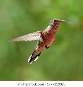 colorado state bird name