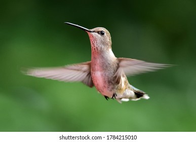 Close Up Of Female Broad Tailed Hummingbird In Flight In Summer Broomfield, Colorado