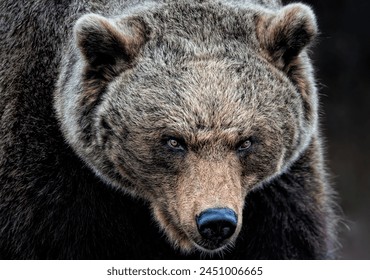 A close up of a female Brown Bear (Grizzly) - Powered by Shutterstock