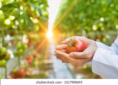 Close up of female crop scientist showing fresh tomato in greenhouse with yellow lens flare - Powered by Shutterstock