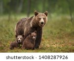 Close up of female Eurasian brown bear (Ursos arctos) and her cubs in boreal forest, Finland.