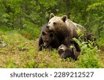 Close up of female Eurasian brown bear (Ursos arctos) and her cubs in boreal forest, Finland.